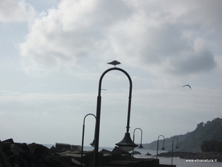 iazzette-13-11-2012 09-01-52